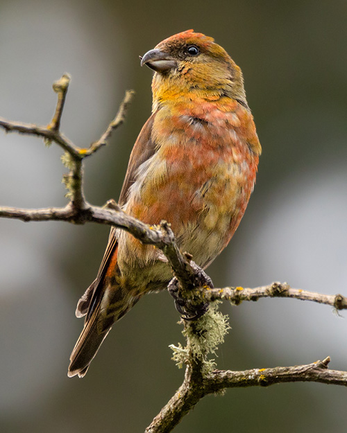 Red Crossbill