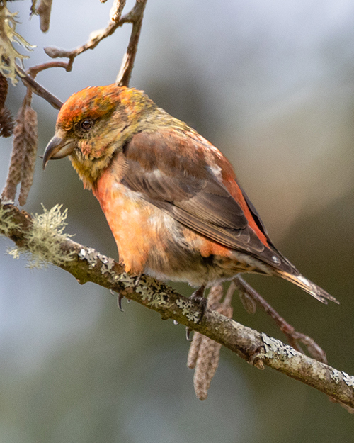 Red Crossbill