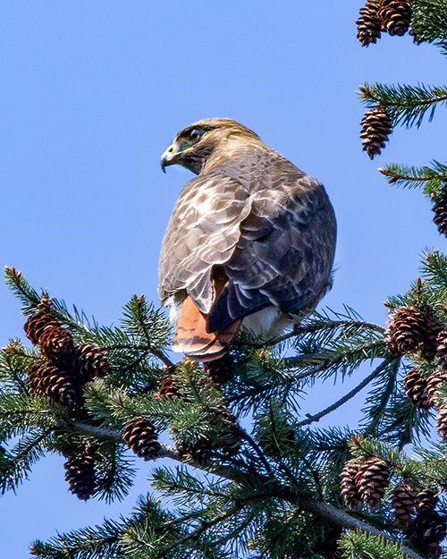 Red-tailed Hawk