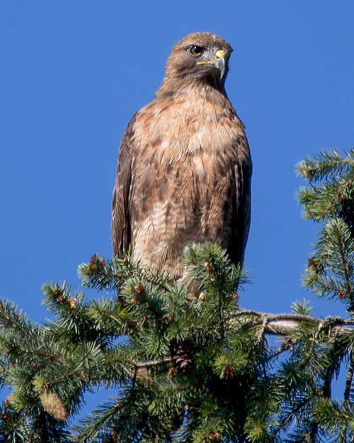 Red-tailed Hawk