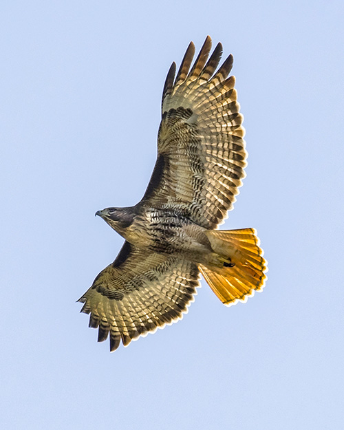 Red-tailed Hawk