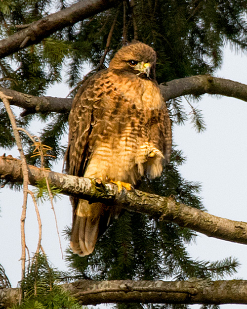 Red-tailed Hawk