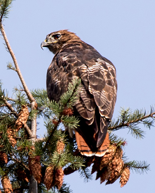 Red-tailed Hawk