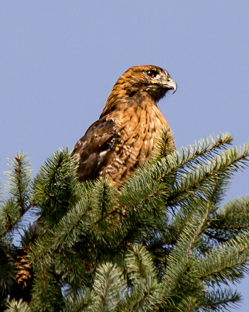 Red-tailed Hawk