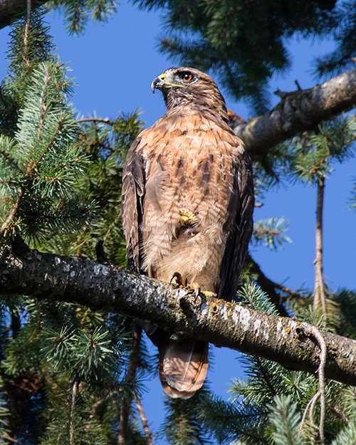 Red-tailed Hawk