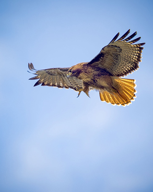 Red-tailed Hawk