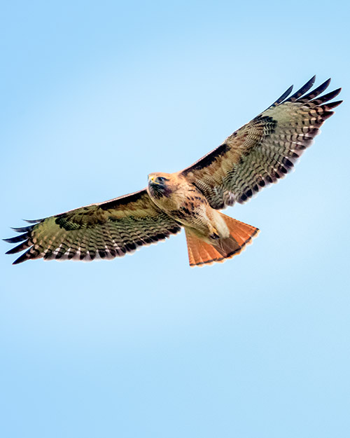 Red-tailed Hawk