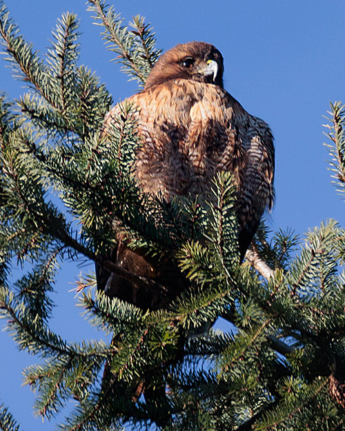 Red-tailed Hawk