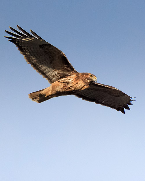 Red-tailed Hawk