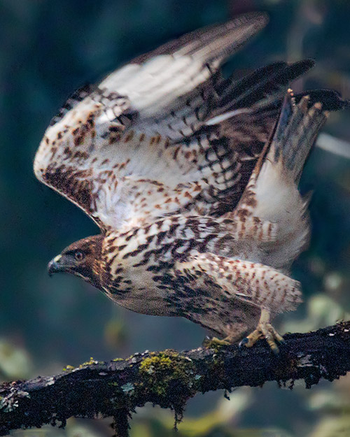 Red-tailed Hawk