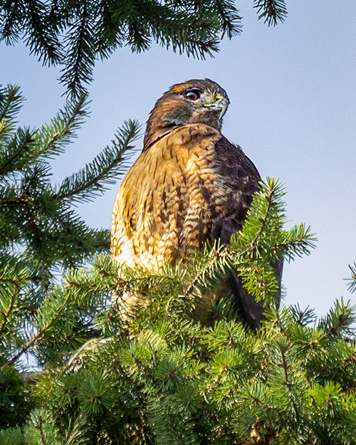 Red-tailed Hawk