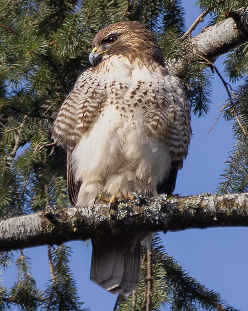 Red-tailed Hawk