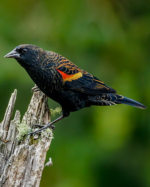 Red-winged Blackbird