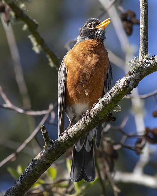 American Robin