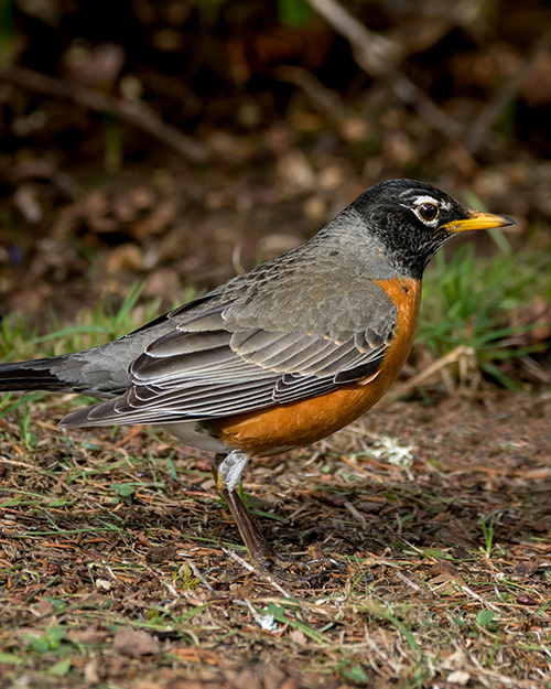 American Robin