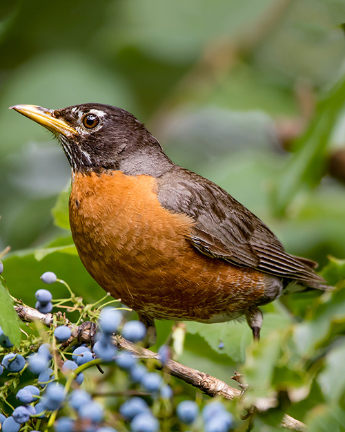 American Robin