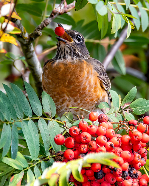 American Robin