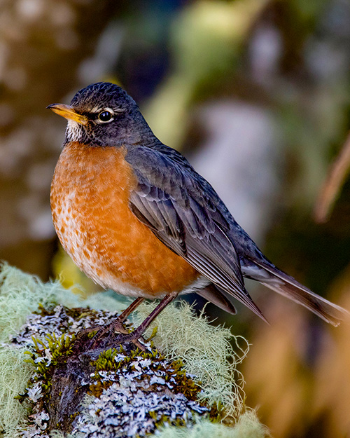 American Robin