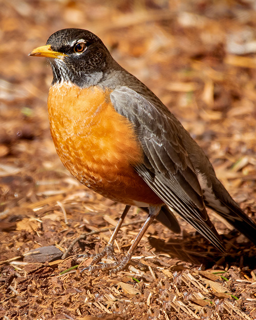 American Robin