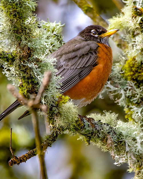 American Robin