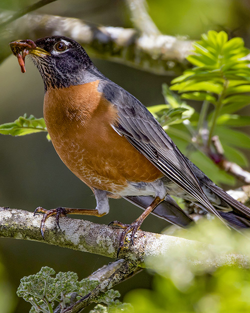 American Robin