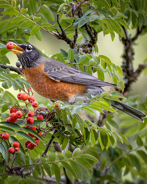 American Robin