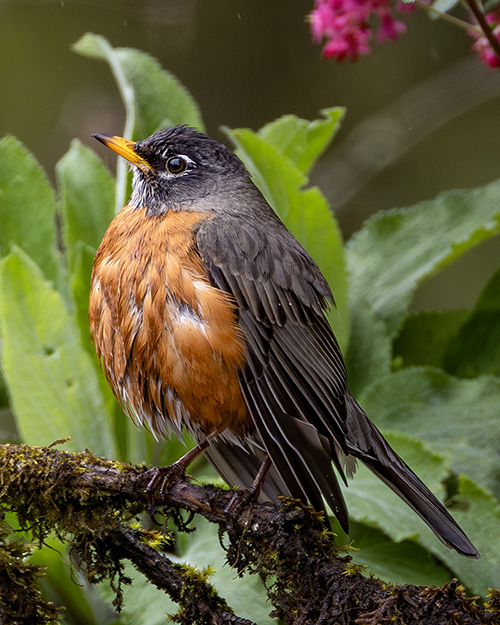 American Robin