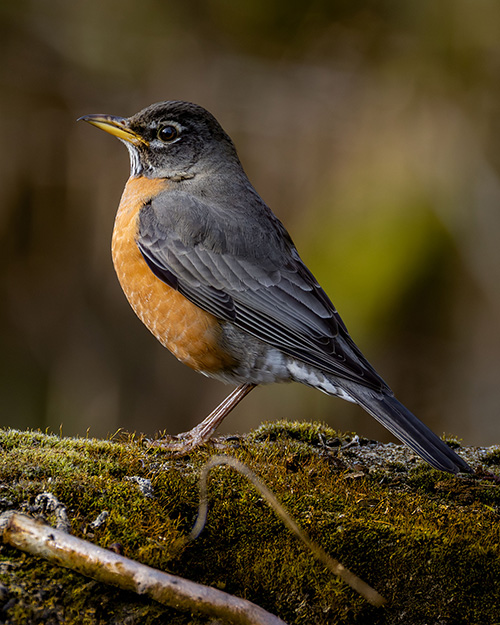 American Robin