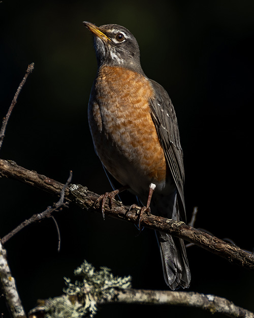 American Robin