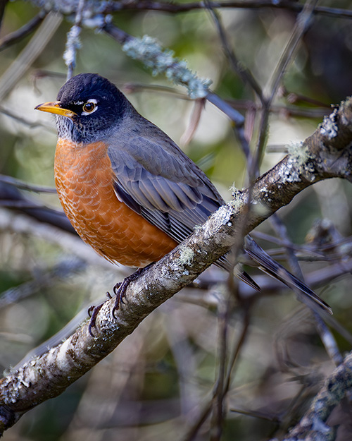 American Robin