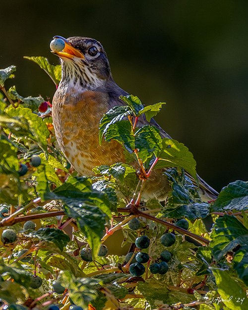 American Robin