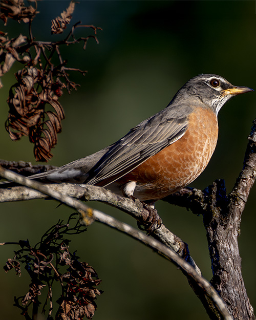 American Robin