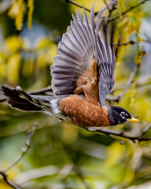 American Robin