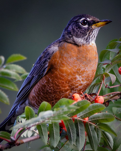 American Robin