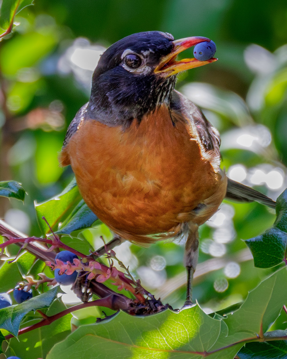 American Robin