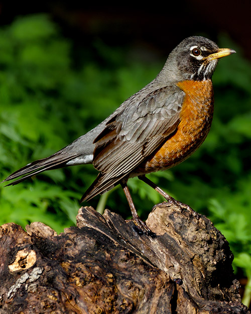 American Robin