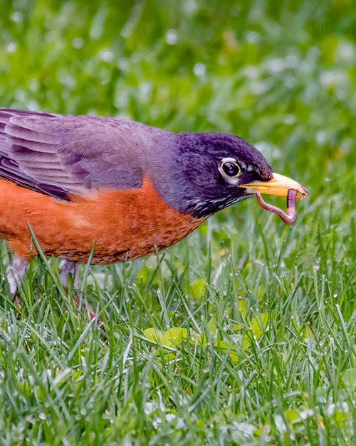 American Robin