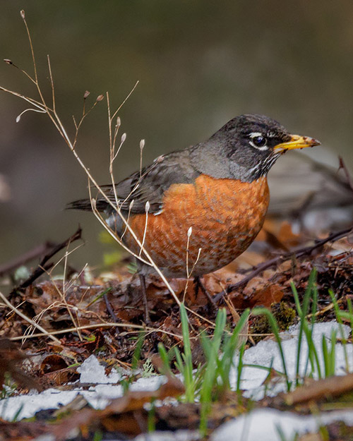 American Robin