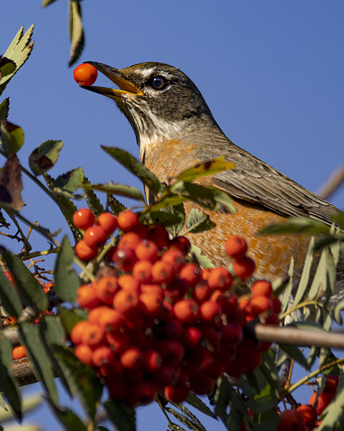 American Robin