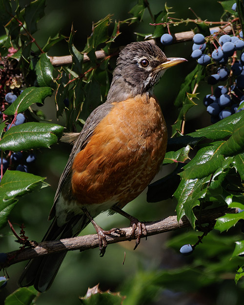 American Robin