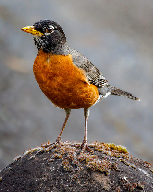 American Robin