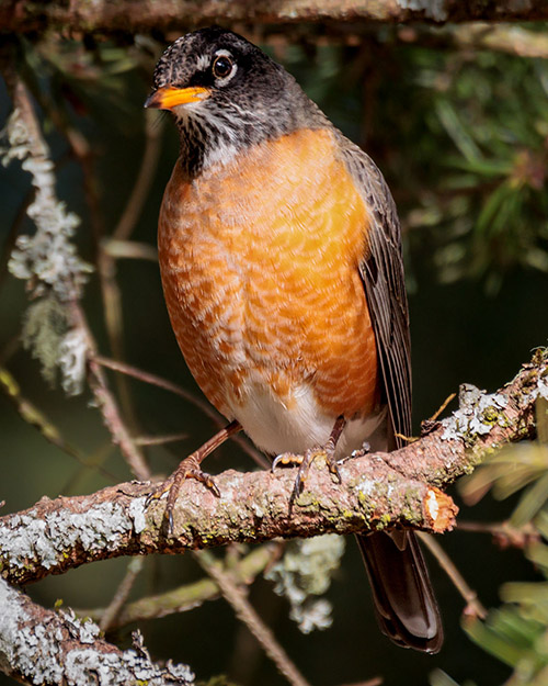 American Robin