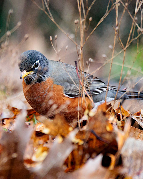 American Robin