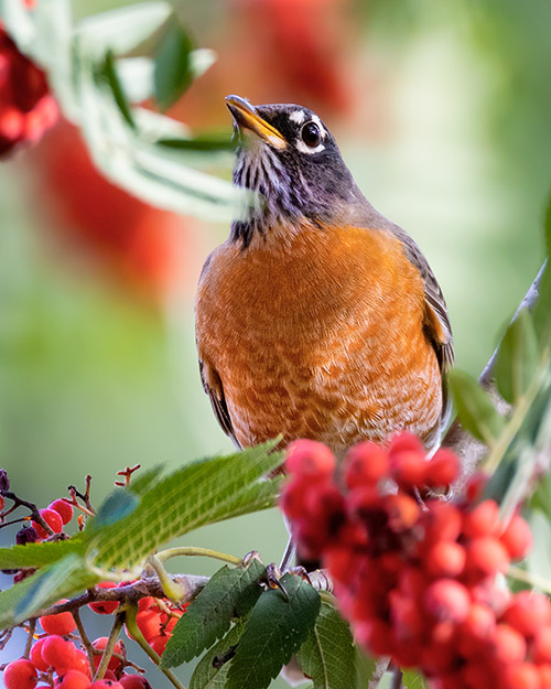 American Robin