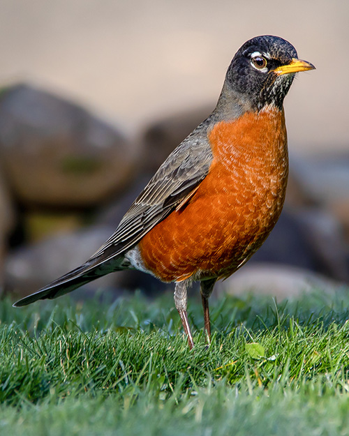 American Robin