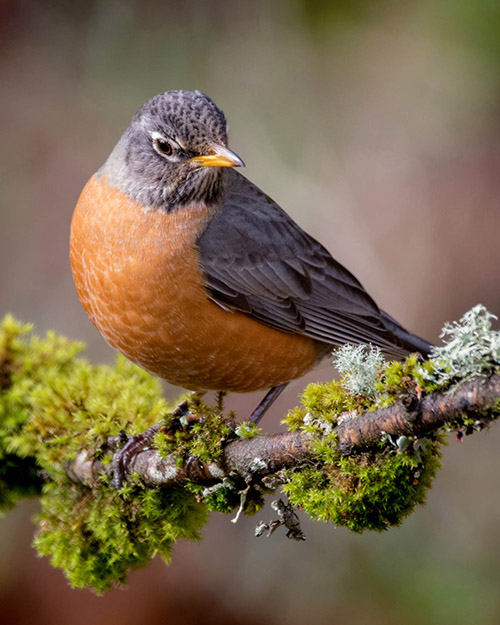 American Robin