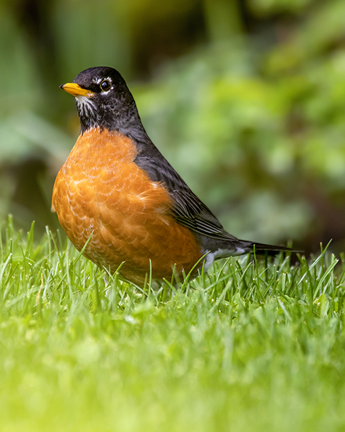 American Robin