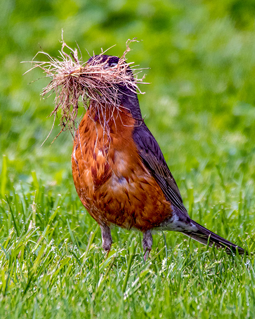 American Robin