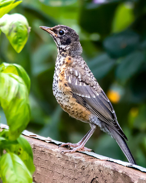 American Robin