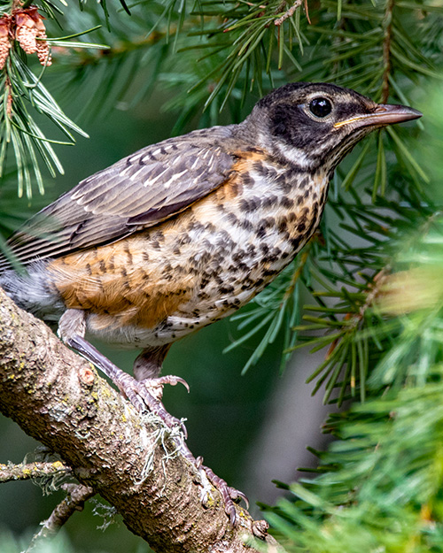 American Robin